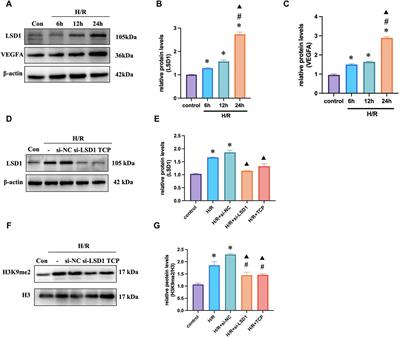 LSD1 inhibition by tranylcypromine hydrochloride reduces alkali burn-induced corneal neovascularization and ferroptosis by suppressing HIF-1α pathway